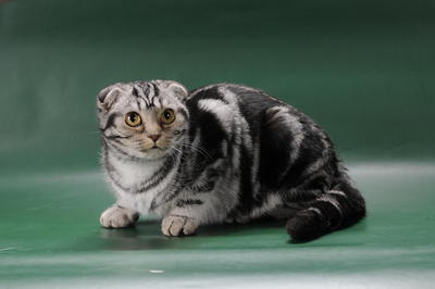 Ch Bluelight Globus - Scottish Fold Cat