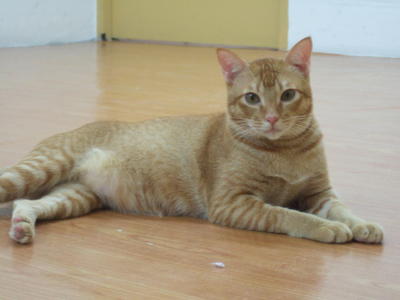 Oyen A.k.a Yen Yen - Domestic Short Hair Cat