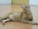 Oyen A.k.a Yen Yen - Domestic Short Hair Cat