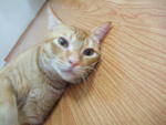 Oyen A.k.a Yen Yen - Domestic Short Hair Cat