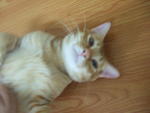 Oyen A.k.a Yen Yen - Domestic Short Hair Cat