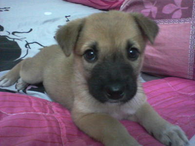 Brownie - 7 Weeks - Bullmastiff Dog