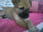 Brownie - 7 Weeks - Bullmastiff Dog