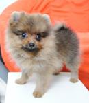 PF28698 - Pomeranian Dog