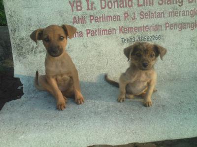 Chocolate And Lui Lui - Mixed Breed Dog