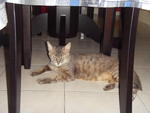 Hyena - Domestic Medium Hair Cat