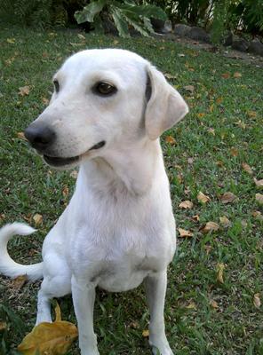 Polly - Mixed Breed Dog