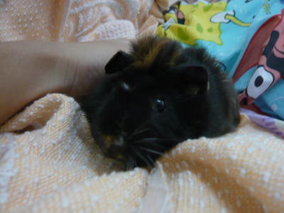 Piggy - Guinea Pig Small & Furry