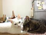 Kitties - American Shorthair + Tabby Cat