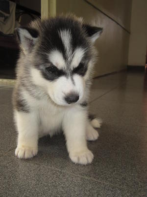 Siberian Husky - Siberian Husky Dog