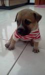 Tieson :) - Mixed Breed Dog