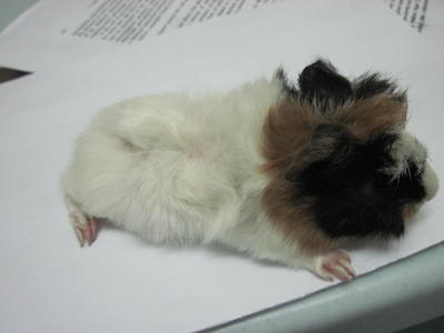 Guinea Pig  - Guinea Pig Small & Furry