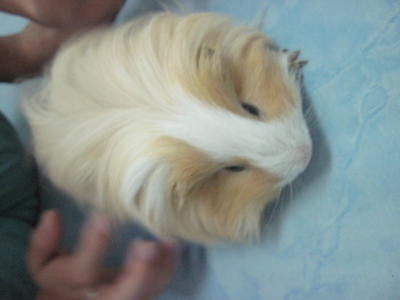 Momo - Guinea Pig Small & Furry