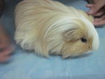 Momo - Guinea Pig Small & Furry