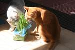 Pumpkin enjoying catnip with her "sister"