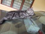 Charlie - American Shorthair Cat