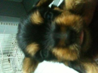 Silky Terrier Pup - Silky Terrier Dog