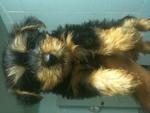 Silky Terrier Pup - Silky Terrier Dog