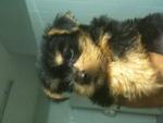 Silky Terrier Pup - Silky Terrier Dog