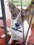 Dido - Jack Russell Terrier Dog