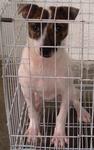 Dido - Jack Russell Terrier Dog