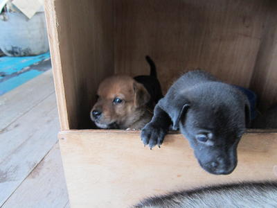 Brownie - Australian Kelpie Mix Dog