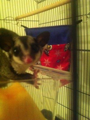 Sugar Glider With 3 Feet Cage - Sugar Glider Small & Furry