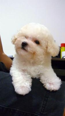 Prince Charming (Temporarily Name) - Poodle Dog