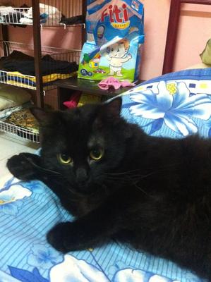 Black - Domestic Long Hair Cat