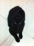 Black - Domestic Long Hair Cat