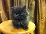 Flat Face Persian Kitten Cat - Persian Cat