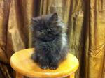 Flat Face Persian Kitten Cat - Persian Cat