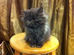 Flat Face Persian Kitten Cat - Persian Cat