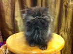 Flat Face Persian Kitten Cat - Persian Cat