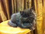 Flat Face Persian Kitten Cat - Persian Cat