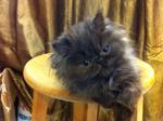 Flat Face Persian Kitten Cat - Persian Cat