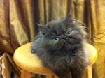 Flat Face Persian Kitten Cat - Persian Cat