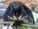 Pepsi - Lop Eared Rabbit