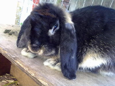 Pepsi - Lop Eared Rabbit