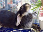 Pepsi - Lop Eared Rabbit