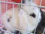 Gummy - Angora Rabbit Rabbit