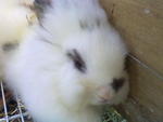 Gummy - Angora Rabbit Rabbit