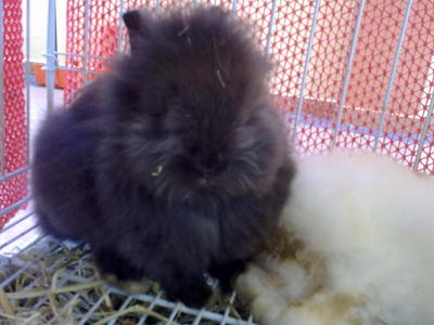 Bear Bear - Angora Rabbit Rabbit