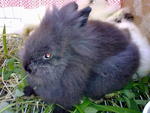 Bear Bear - Angora Rabbit Rabbit