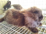 Bear Bear - Angora Rabbit Rabbit