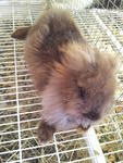 Bear Bear - Angora Rabbit Rabbit