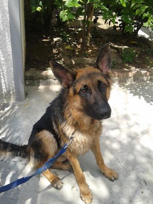 Tiger - German Shepherd Dog Dog