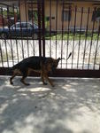 Tiger - German Shepherd Dog Dog