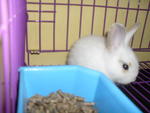 Snowbell - Bunny Rabbit Rabbit