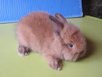 Lion Head - Lionhead Rabbit